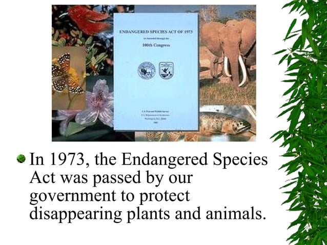 Endangered Species Ppt Ppt Endangered Species Ppt Ppt