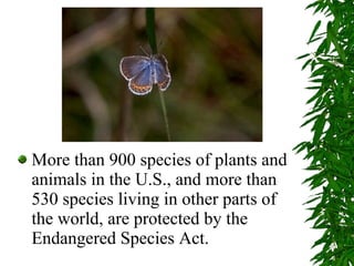 More than 900 species of plants and animals in the U.S., and more than 530 species living in other parts of the world, are protected by the Endangered Species Act. 