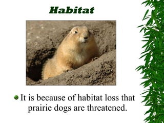 Habitat It is because of habitat loss that prairie dogs are threatened. 
