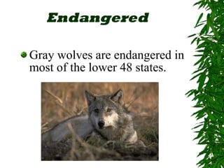 Endangered <ul><li>Gray wolves are endangered in most of the lower 48 states.  </li></ul>