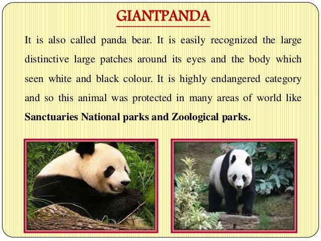 Powerpoint Presentation On Endangered Species