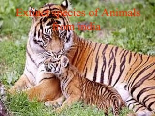 Extinct species of Animals
from india
 