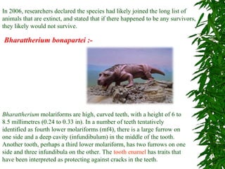 In 2006, researchers declared the species had likely joined the long list of
animals that are extinct, and stated that if there happened to be any survivors,
they likely would not survive.
Bharattherium bonapartei :-
Bharattherium molariforms are high, curved teeth, with a height of 6 to
8.5 millimetres (0.24 to 0.33 in). In a number of teeth tentatively
identified as fourth lower molariforms (mf4), there is a large furrow on
one side and a deep cavity (infundibulum) in the middle of the tooth.
Another tooth, perhaps a third lower molariform, has two furrows on one
side and three infundibula on the other. The tooth enamel has traits that
have been interpreted as protecting against cracks in the teeth.
 