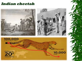 Indian cheetah
 