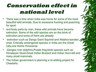 Conservation effect in
national level
 There was a time when India was home for some of the most
beautiful wild animals, Due to excessive hunting and poaching
for sport
 and body parts by man, these wild animals have become
extinction. Some of the wild species are on the brink of
extinction and some of them are already
 extinction such as Dangs Giant Squirrel and Aldabra banded
snail. Critically endangered species in India are the Great
cats,one Horne rhinoceros
 ,Ganges river dolphins,Purple frog,birds species such as
Himalayan Quail,Great Indian Bustard and Indian Horn-bill and
many small mammals.
 The Indian government is planning a re-wilding project for
Cheetahs.
 