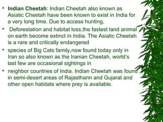  Indian Cheetah: Indian Cheetah also known as
Asiatic Cheetah have been known to exist in India for
a very long time. Due to access hunting,
 Deforestation and habitat loss,the fastest land animal
on earth become extinct in India. The Asiatic Cheetah
is a rare and critically endangered
 species of Big Cats family,now found today only in
Iran so also known as the Iranian Cheetah, world’s
last few are occasional sightings in
 neighbor countries of India. Indian Cheetah was found
in semi-desert areas of Rajasthann and Gujarat and
other open habitats where prey is available.
 