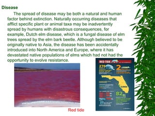 Disease
The spread of disease may be both a natural and human
factor behind extinction. Naturally occurring diseases that
afflict specific plant or animal taxa may be inadvertently
spread by humans with disastrous consequences, for
example, Dutch elm disease, which is a fungal disease of elm
trees spread by the elm bark beetle. Although believed to be
originally native to Asia, the disease has been accidentally
introduced into North America and Europe, where it has
devastated native populations of elms which had not had the
opportunity to evolve resistance.
Red tide
 