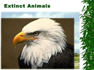 Extinct Animals
 