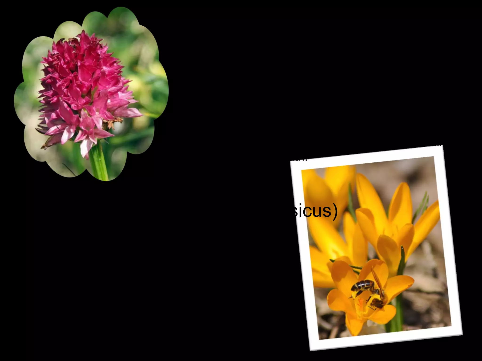 Sângele voinicului (Nigritella rubra)
Blood pea is a plant from Orchidaceae family. It has the
right strain, 8-14 cm high. Leaves are numerous and
narrow, elongated, pointing to the sky. The flowers are
small and numerous. The flowers are dark red-purple,
fragrant vanilla. The root is composed of tubers. It
flowers in June and August.
In Romania is very rare in the Carpathian mountains in
the north-east and south.
Brându a galbenăș (Crocus moesicus)
Yellow crocus is a herbaceous plant, 10-13 cm
high, with long and delicate stem, having
around her a circle of leaves thin and long. It
has yellow pear-shaped flower. The fruit is a
capsule that matures long next spring, brown,
which opens by three valves and containing
numerous seeds.
 