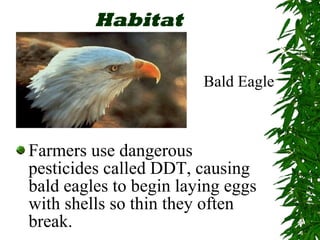 Habitat Farmers use dangerous pesticides called DDT, causing bald eagles to begin laying eggs with shells so thin they often break. Bald Eagle 