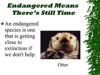 Endangered Means  There’s Still Time An endangered species is one that is getting close to extinction if we don't help. Otter 