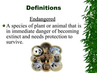 Definitions Endangered A species of plant or animal that is in immediate danger of becoming extinct and needs protection to survive. 
