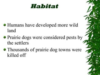 Habitat Humans have developed more wild land Prairie dogs were considered pests by the settlers Thousands of prairie dog towns were killed off 
