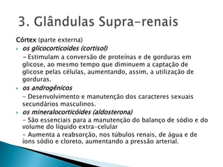 Córtex (parte externa)
   os glicocorticoides (cortisol)
    - Estimulam a conversão de proteínas e de gorduras em
    glicose, ao mesmo tempo que diminuem a captação de
    glicose pelas células, aumentando, assim, a utilização de
    gorduras.
   os androgênicos
    - Desenvolvimento e manutenção dos caracteres sexuais
    secundários masculinos.
   os mineralocorticóides (aldosterona)
    - São essenciais para a manutenção do balanço de sódio e do
    volume do líquido extra-celular
    - Aumenta a reabsorção, nos túbulos renais, de água e de
    íons sódio e cloreto, aumentando a pressão arterial.
 