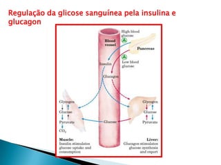 Regulação da glicose sanguínea pela insulina e
glucagon
 
