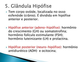    Tem corpo ovóide, localizada no osso
    esfenóide (crânio). É dividida em hipófise
    anterior e posterior.

   Hipófise anterior (adeno-hipófise): hormônio
    do crescimento (GH) ou somatotrofina;
    hormônio folículo estimulante (FSH);
    hormônio luteinizante (LH) e prolactina.

   Hipófise posterior (neuro-hipófise): hormônio
    antidiurético (ADH) e ocitocina;
 