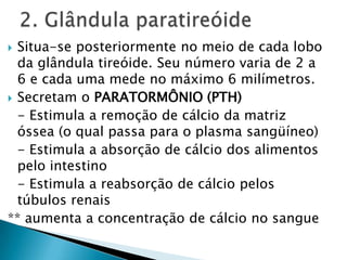  Situa-se posteriormente no meio de cada lobo
  da glândula tireóide. Seu número varia de 2 a
  6 e cada uma mede no máximo 6 milímetros.
 Secretam o PARATORMÔNIO (PTH)
  - Estimula a remoção de cálcio da matriz
  óssea (o qual passa para o plasma sangüíneo)
  - Estimula a absorção de cálcio dos alimentos
  pelo intestino
  - Estimula a reabsorção de cálcio pelos
  túbulos renais
** aumenta a concentração de cálcio no sangue
 
