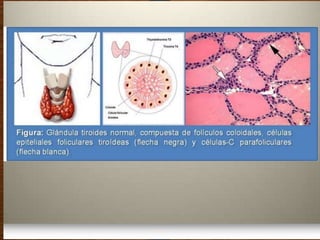 Semiología Endócrino
