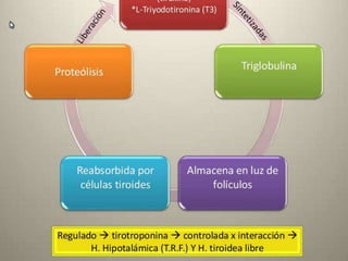 Semiología Endócrino