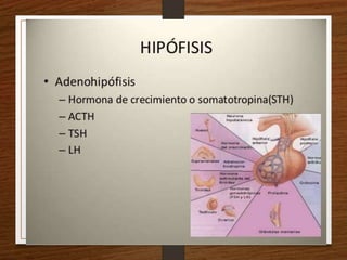 Semiología Endócrino