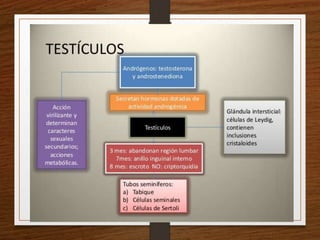 Semiología Endócrino