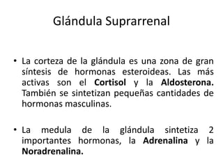 Glándula Suprarrenal
• La corteza de la glándula es una zona de gran
síntesis de hormonas esteroideas. Las más
activas son el Cortisol y la Aldosterona.
También se sintetizan pequeñas cantidades de
hormonas masculinas.
• La medula de la glándula sintetiza 2
importantes hormonas, la Adrenalina y la
Noradrenalina.
 