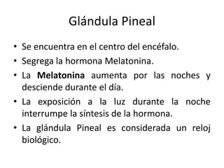 Glándula Pineal
• Se encuentra en el centro del encéfalo.
• Segrega la hormona Melatonina.
• La Melatonina aumenta por las noches y
desciende durante el día.
• La exposición a la luz durante la noche
interrumpe la síntesis de la hormona.
• La glándula Pineal es considerada un reloj
biológico.
 