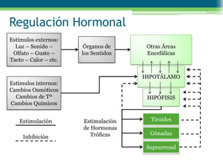 Regulación Hormonal
HIPOTÁLAMO
HIPÓFISIS
Tiroides
Gónadas
Suprarrenal
Estímulos internos:
Cambios Osmóticos
Cambios de Tº
Cambios Químicos
Estímulos externos:
Luz – Sonido –
Olfato – Gusto –
Tacto – Calor – etc.
Otras Áreas
Encefálicas
Órganos de
los Sentidos
Estimulación
de Hormonas
Tróficas
Estimulación
Inhibición
 