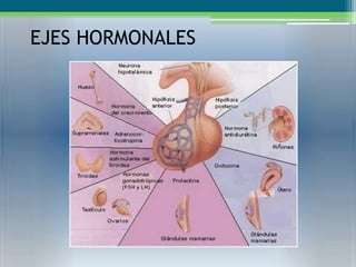 EJES HORMONALES
 