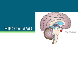 HIPOTÁLAMO
 
