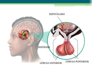 HIPOTÁLAMO
LÓBULO ANTERIOR
LÓBULO POSTERIOR
HIPÓFISIS
 