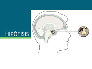 HIPÓFISIS
 