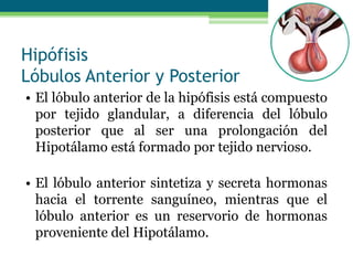Hipófisis
Lóbulos Anterior y Posterior
• El lóbulo anterior de la hipófisis está compuesto
por tejido glandular, a diferencia del lóbulo
posterior que al ser una prolongación del
Hipotálamo está formado por tejido nervioso.
• El lóbulo anterior sintetiza y secreta hormonas
hacia el torrente sanguíneo, mientras que el
lóbulo anterior es un reservorio de hormonas
proveniente del Hipotálamo.
 