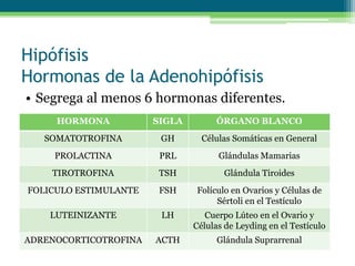 Hipófisis
Hormonas de la Adenohipófisis
• Segrega al menos 6 hormonas diferentes.
HORMONA SIGLA ÓRGANO BLANCO
SOMATOTROFINA GH Células Somáticas en General
PROLACTINA PRL Glándulas Mamarias
TIROTROFINA TSH Glándula Tiroides
FOLICULO ESTIMULANTE FSH Folículo en Ovarios y Células de
Sértoli en el Testículo
LUTEINIZANTE LH Cuerpo Lúteo en el Ovario y
Células de Leyding en el Testículo
ADRENOCORTICOTROFINA ACTH Glándula Suprarrenal
 
