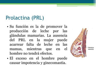 Prolactina (PRL)
• Su función es la de promover la
producción de leche por las
glándulas mamarias. La ausencia
del PRL en la mujer puede
acarrear falta de leche en las
mamas, mientras que en el
hombre no tendrá efectos.
• El exceso en el hombre puede
causar impotencia y ginecomastia.
 
