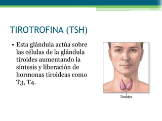 TIROTROFINA (TSH)
• Esta glándula actúa sobre
las células de la glándula
tiroides aumentando la
síntesis y liberación de
hormonas tiroideas como
T3, T4.
 