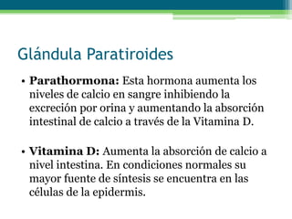 Glándula Paratiroides
• Parathormona: Esta hormona aumenta los
niveles de calcio en sangre inhibiendo la
excreción por orina y aumentando la absorción
intestinal de calcio a través de la Vitamina D.
• Vitamina D: Aumenta la absorción de calcio a
nivel intestina. En condiciones normales su
mayor fuente de síntesis se encuentra en las
células de la epidermis.
 
