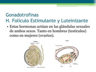 Gonadotrofinas
H. Folículo Estimulante y Luteinizante
• Estas hormonas actúan en las glándulas sexuales
de ambos sexos. Tanto en hombres (testículos)
como en mujeres (ovarios).
 
