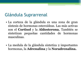 Glándula Suprarrenal
• La corteza de la glándula es una zona de gran
síntesis de hormonas esteroideas. Las más activas
son el Cortisol y la Aldosterona. También se
sintetizan pequeñas cantidades de hormonas
masculinas.
• La medula de la glándula sintetiza 2 importantes
hormonas, la Adrenalina y la Noradrenalina.
 