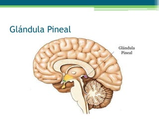 Glándula Pineal
Glándula
Pineal
 