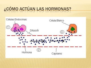 ¿CÓMO ACTÚAN LAS HORMONAS?