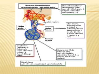 Endócrino presentación 1