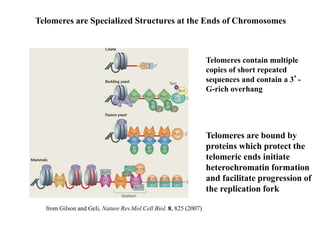 Telomeres are Specialized Structures at the Ends of Chromosomes
Telomeres contain multiple
copies of short repeated
sequences and contain a 3’-
G-rich overhang
Telomeres are bound by
proteins which protect the
telomeric ends initiate
heterochromatin formation
and facilitate progression of
the replication fork
from Gilson and Geli, Nature Rev.Mol.Cell Biol. 8, 825 (2007)
 