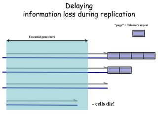 Essential genes here
“page” = Telomere repeat
- cells die!
Delaying
information loss during replication
 
