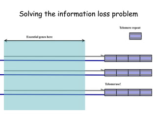Telomerase!
Telomere repeat
Solving the information loss problem
Essential genes here
 