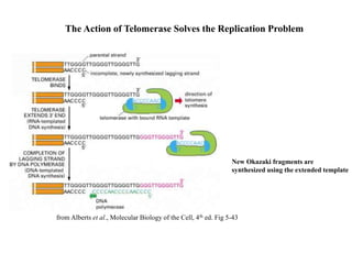 The Action of Telomerase Solves the Replication Problem
from Alberts et al., Molecular Biology of the Cell, 4th ed. Fig 5-43
New Okazaki fragments are
synthesized using the extended template
 