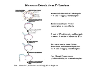 Telomerase Extends the ss 3’-Terminus
Telomerase-associated RNA base pairs
to 3’-end of lagging strand template
Telomerase catalyzes reverse
transcription to a specific site
3’-end of DNA dissociates and base pairs
to a more 3’-region of telomerase RNA
Successive reverse transcription,
dissociation, and reannealing extends
the 3’-end of lagging strand template
New Okazaki fragments are
synthesized using the extended template
from Lodish et al., Molecular Cell Biology, 6th ed. Fig 6-49
 