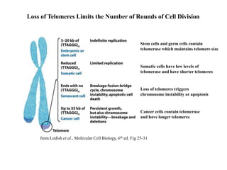 from Lodish et al., Molecular Cell Biology, 6th ed. Fig 25-31
Stem cells and germ cells contain
telomerase which maintains telomere size
Somatic cells have low levels of
telomerase and have shorter telomeres
Loss of telomeres triggers
chromosome instability or apoptosis
Cancer cells contain telomerase
and have longer telomeres
Loss of Telomeres Limits the Number of Rounds of Cell Division
 