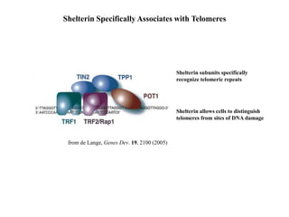 from de Lange, Genes Dev. 19, 2100 (2005)
Shelterin Specifically Associates with Telomeres
Shelterin subunits specifically
recognize telomeric repeats
Shelterin allows cells to distinguish
telomeres from sites of DNA damage
 