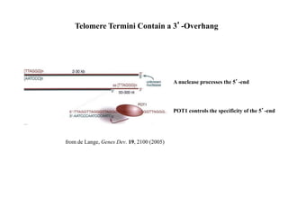 Telomere Termini Contain a 3’-Overhang
from de Lange, Genes Dev. 19, 2100 (2005)
A nuclease processes the 5’-end
POT1 controls the specificity of the 5’-end
 